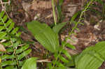 Greater yellow lady's slipper